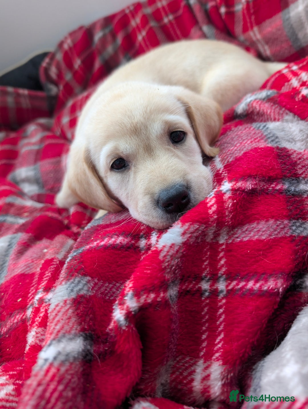 Labrador Retriever dogs for sale: Beautiful Labrador puppys  - Image 31