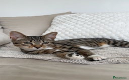 Bengal cats for sale: Bengal Mixed - Image 1