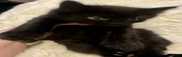 Turkish Angora cats for sale: Turkish angora kitten  - Advert 19