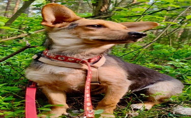Miniature Pinscher dogs - Advert 1