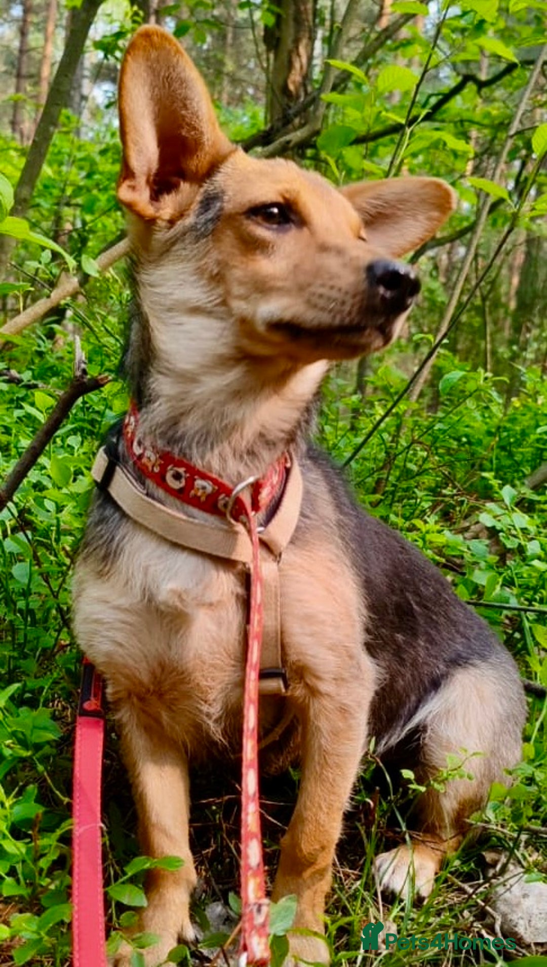 Miniature Pinscher dogs for adoption: Fiona – Thrown Out, but still full of love - Image 1