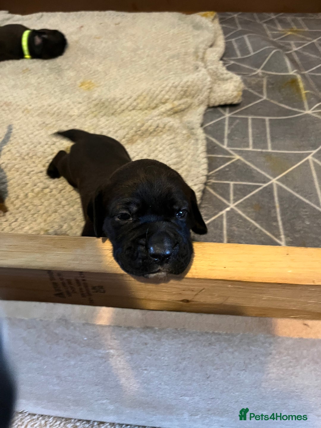 Mixed Breed dogs for sale: Boxsla (Boxer/Vizsla)  - Image 15