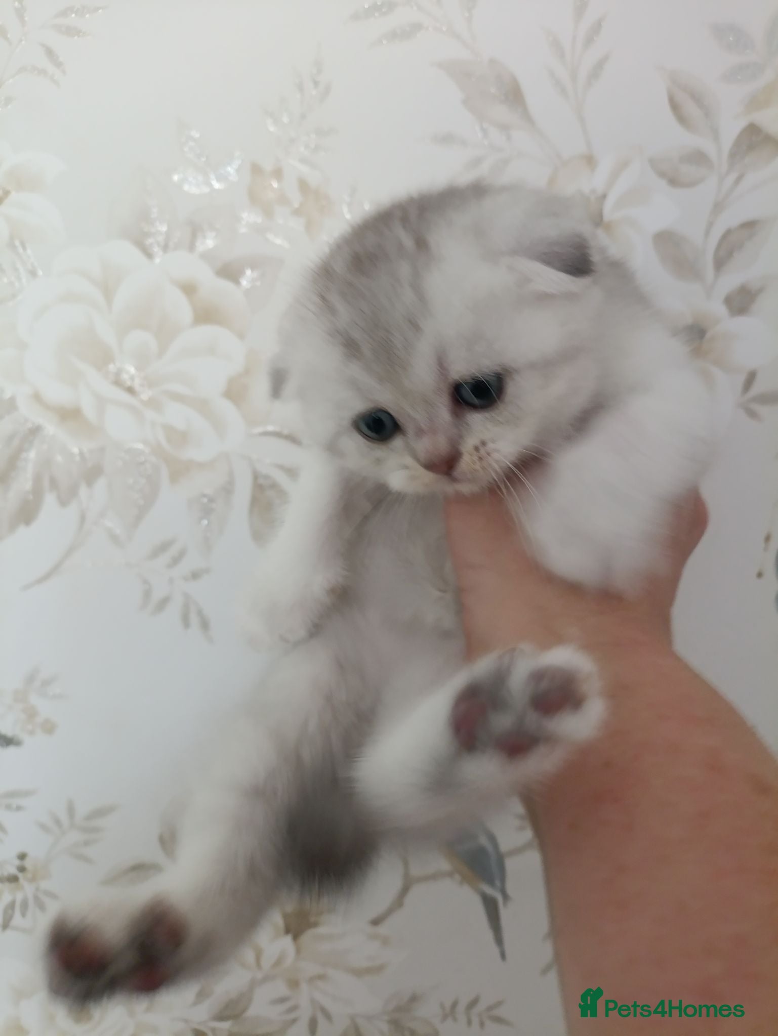 British Shorthair cats British Shorthair kittens  - Advert 2