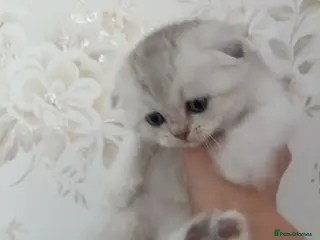British Shorthair cats British Shorthair kittens - Advert 1