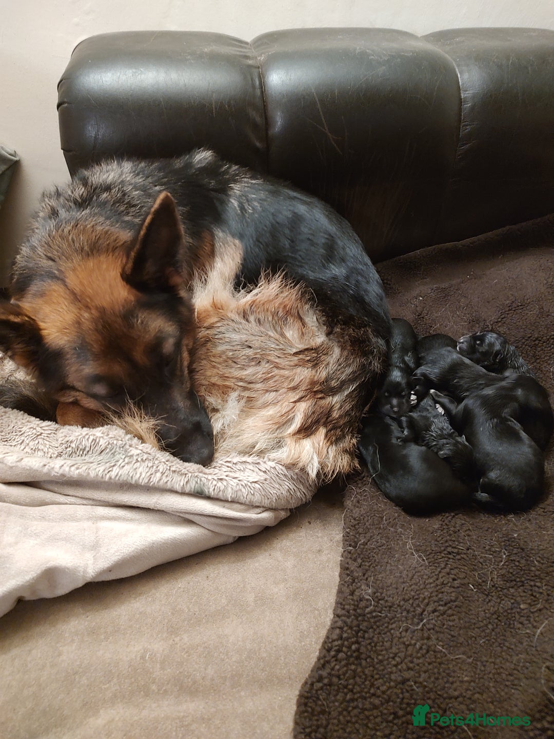 Mixed Breed dogs for sale: Shollie Puppies - GSD/short Haired Border Collie  - Advert 8