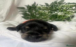 Miniature Schnauzer dogs for sale: Miniature Schnauzer Puppies - Image 5