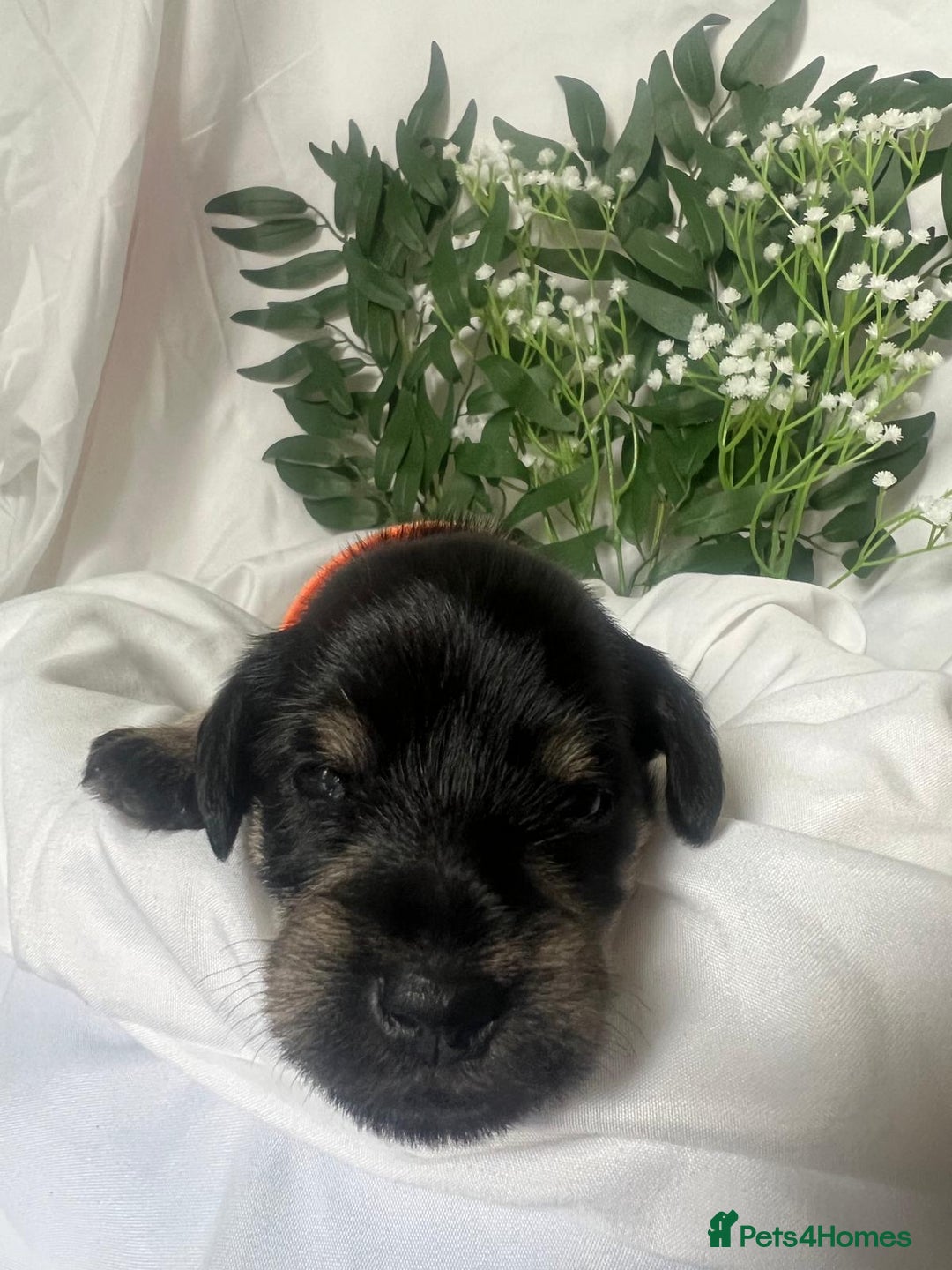 Miniature Schnauzer dogs for sale: Miniature Schnauzer Puppies - Image 5