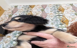 Miniature Dachshund dogs for sale: KC Black and Cream  ready now - Image 17