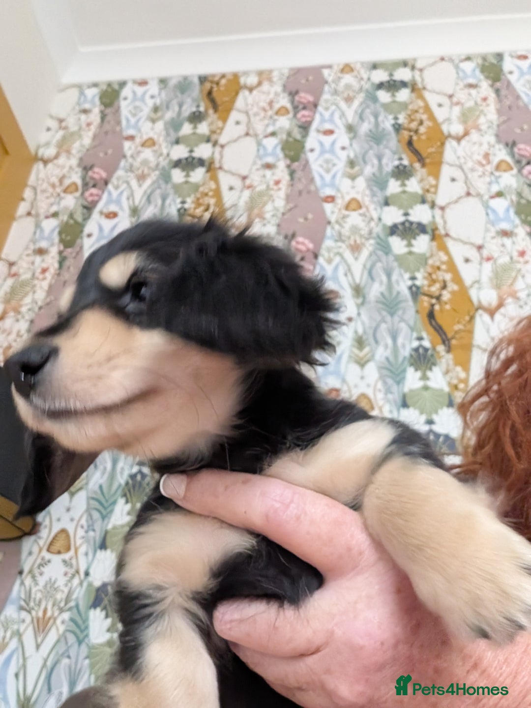 Miniature Dachshund dogs for sale: KC Black and Cream  ready now - Image 17
