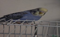 Budgerigars birds for sale: 2 friendly budgies - Advert 6