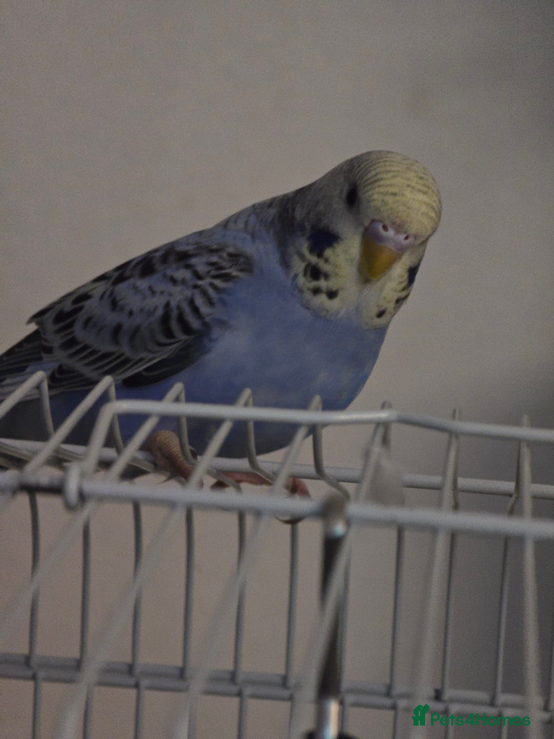 Budgerigars birds for sale: 2 friendly budgies - Advert 6