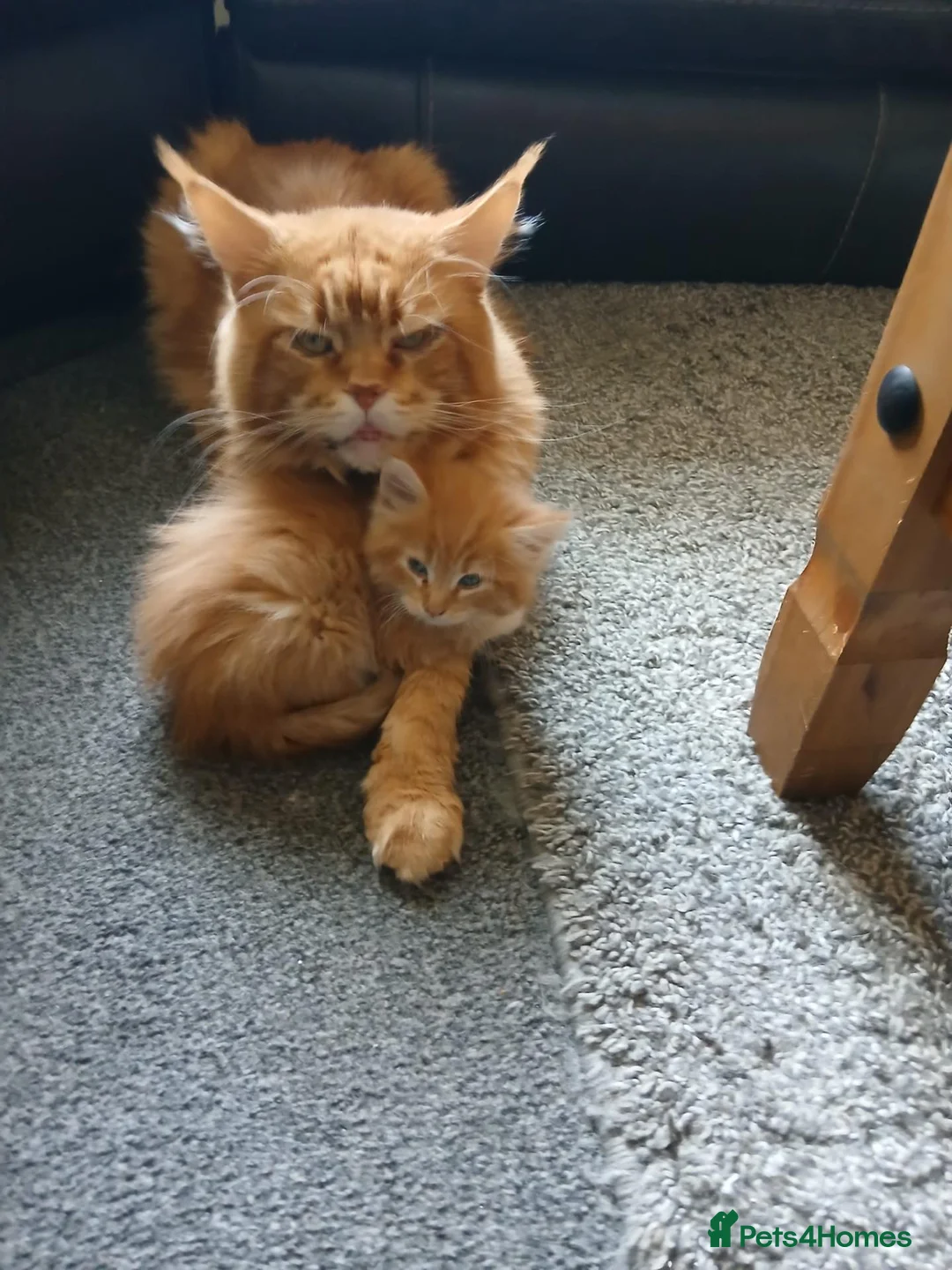 Maine Coon cats for sale: XL Maine Coon - Red/silver - Advert 4