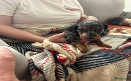 Miniature Dachshund dogs for sale: Miniature dachshund  - Image 10