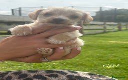 Jack Russell dogs for sale: Jack Russell puppy’s🩷💙 - Image 5