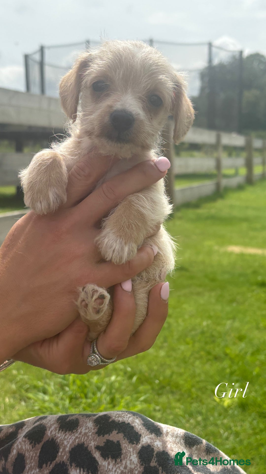 Jack Russell dogs for sale: Jack Russell puppy’s🩷💙 - Image 5