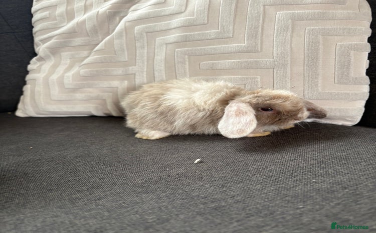 Mini Lop rabbits - Advert 2