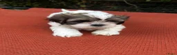 Shih Tzu dogs for sale: Shihtzu pups  - Advert 3