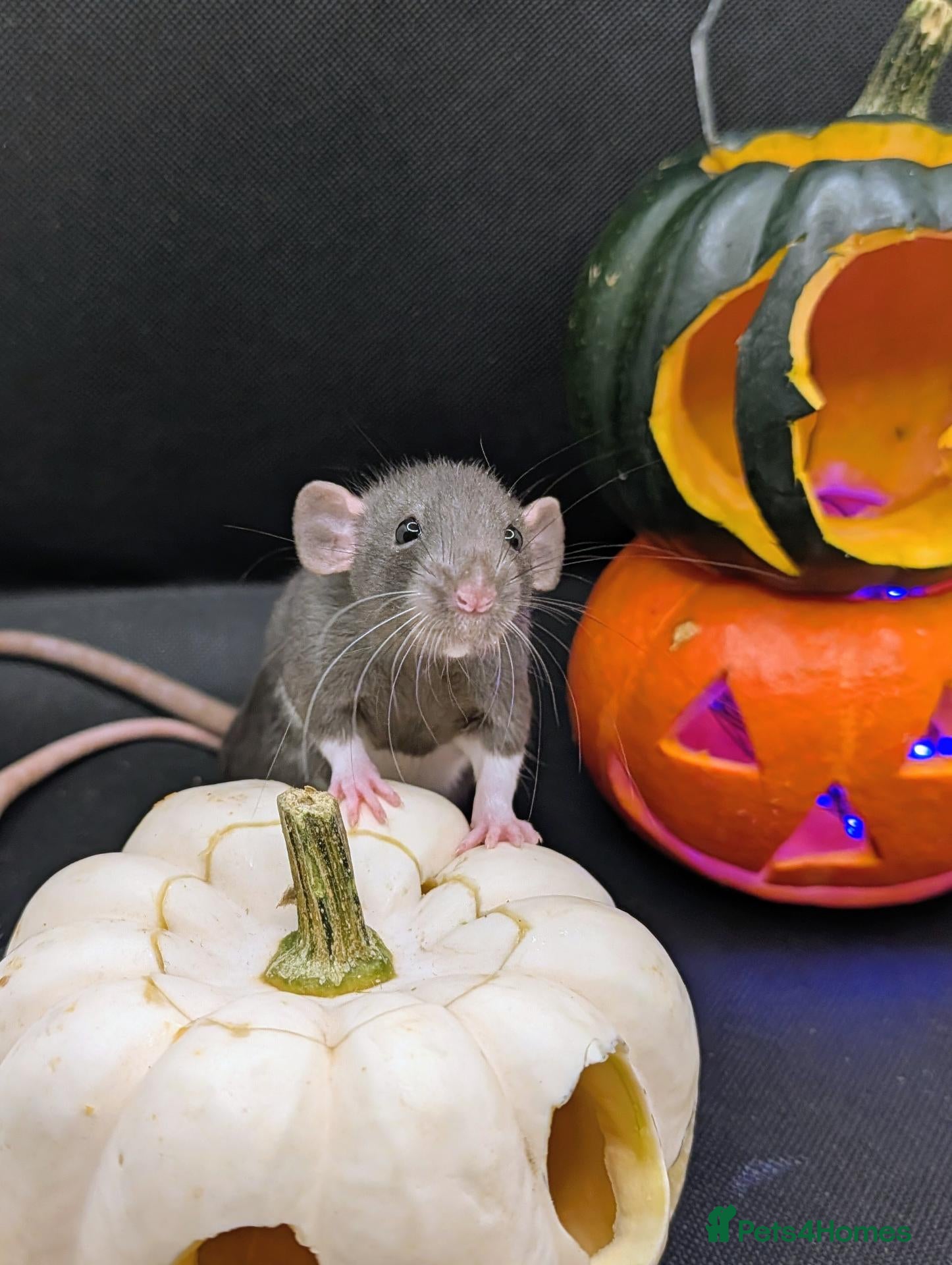 Rat rodents for sale: 4 female baby dumbo rats available  - Advert 1