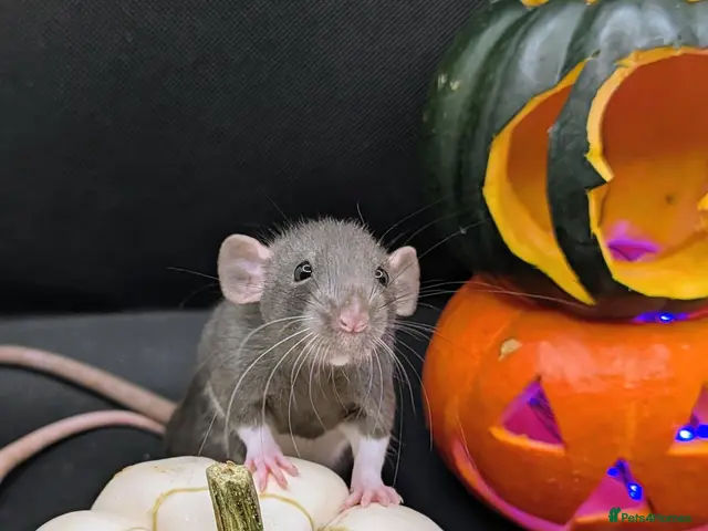 Rat rodents for sale: 4 female baby dumbo rats available - Advert 1