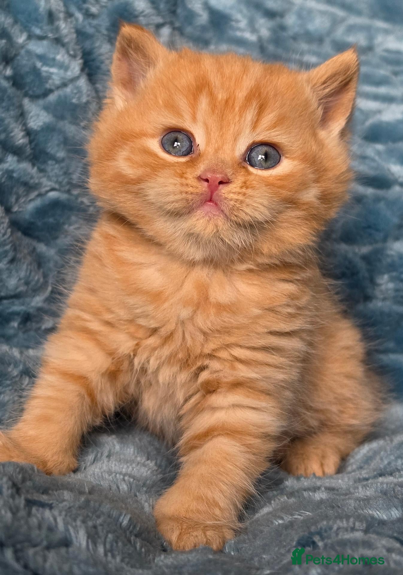 British Shorthair cats BSH and BLH TICA  reg kittens - Advert 9