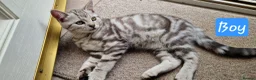 British Shorthair cats for sale: Lovely kittens - Advert 16