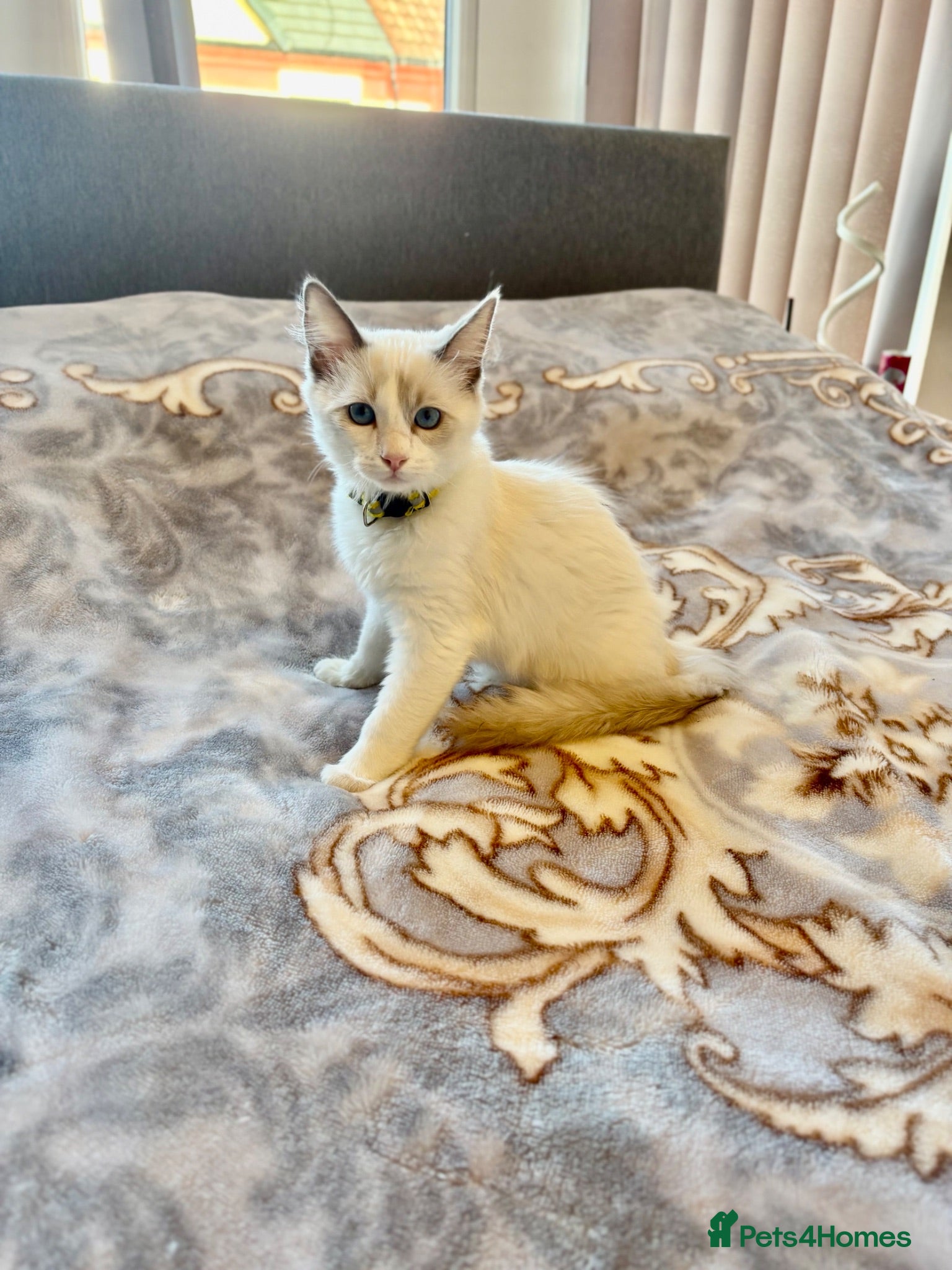 Ragdoll cats 💙 Only 4 Pure Ragdoll Kittens Left 💙 - Advert 1