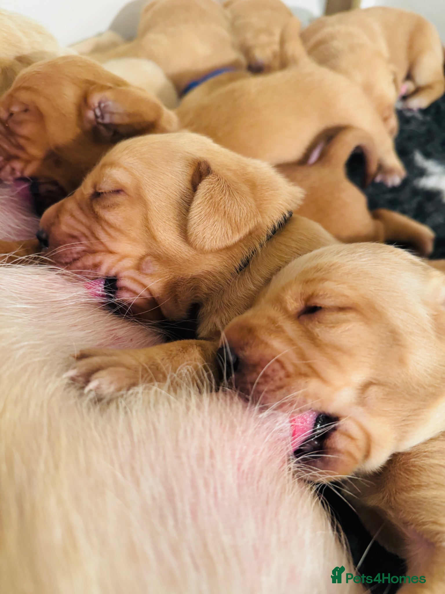 Labrador Retriever dogs Beautiful Fox Red and Yellow Labrador Puppies  - Advert 11