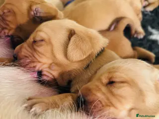 Labrador Retriever dogs Beautiful Fox Red and Yellow Labrador Puppies - Advert 11