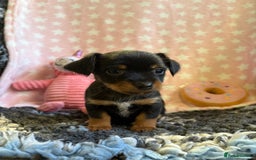 Mixed Breed dogs for sale: Stunning Tiny Yorkie Jack puppies  - Image 3