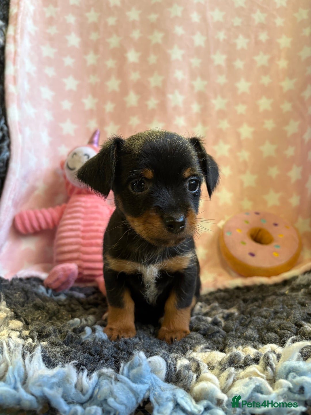 Mixed Breed dogs for sale: Stunning Tiny Yorkie Jack puppies  - Image 3