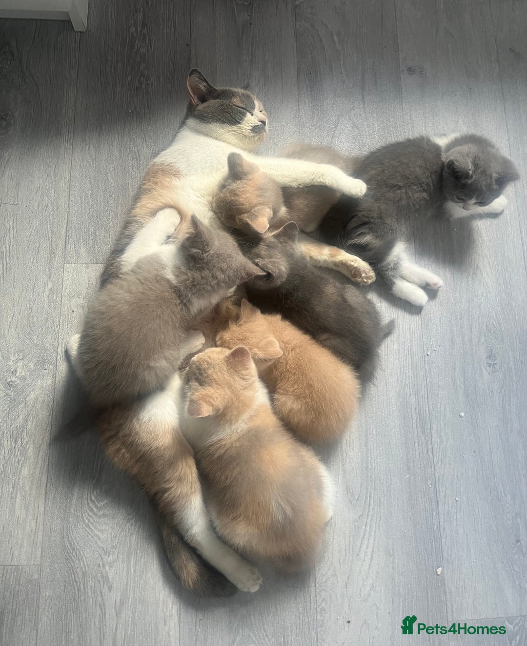 British Shorthair cats for sale: 💗💙💗💙GCCF BRITISH SHORTHAIR KITTENS  - Image 6
