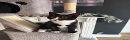 Mixed Breed cats for sale: Kittens Looking For Their Forever Homes! 🐾💕 - Advert 23