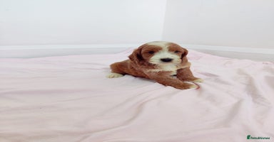 Cockapoo dogs - Advert 7