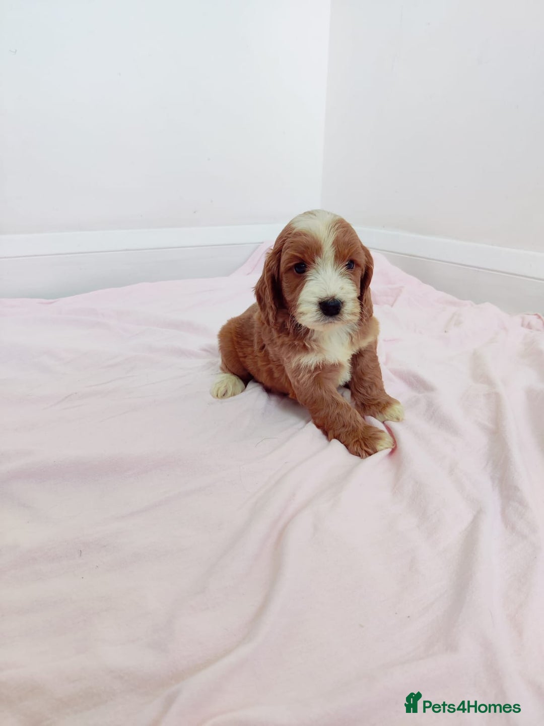 Cockapoo dogs for sale: Gorgeous Cockapoo Puppies  - Image 2