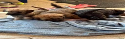 Mixed Breed dogs for sale: F1 Cairndoodle Puppies  - Advert 16