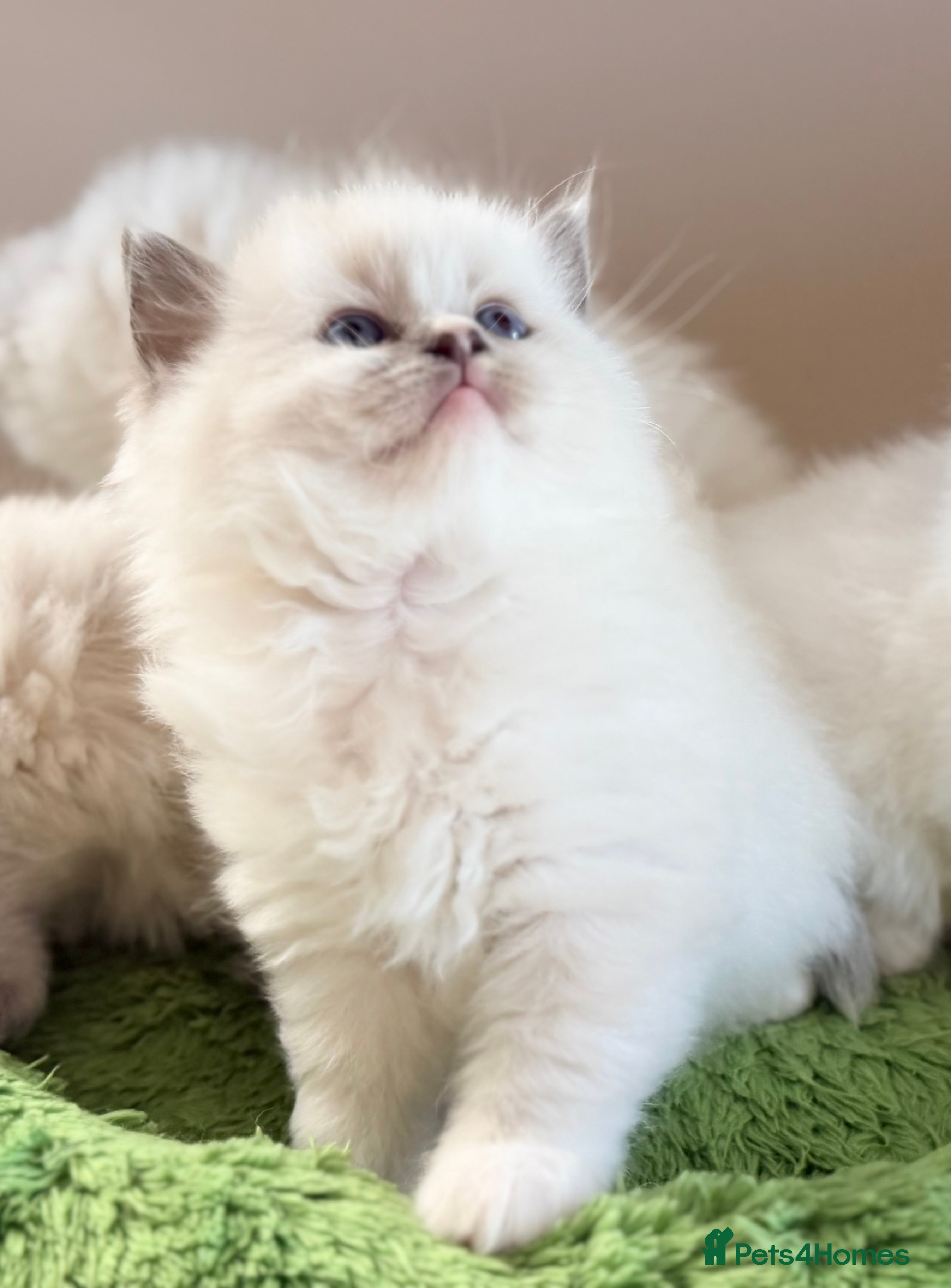 Ragdoll cats Champion pedigree Chucky Ragdoll babies  - Advert 2