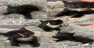 Mixed Breed cats - Advert 5