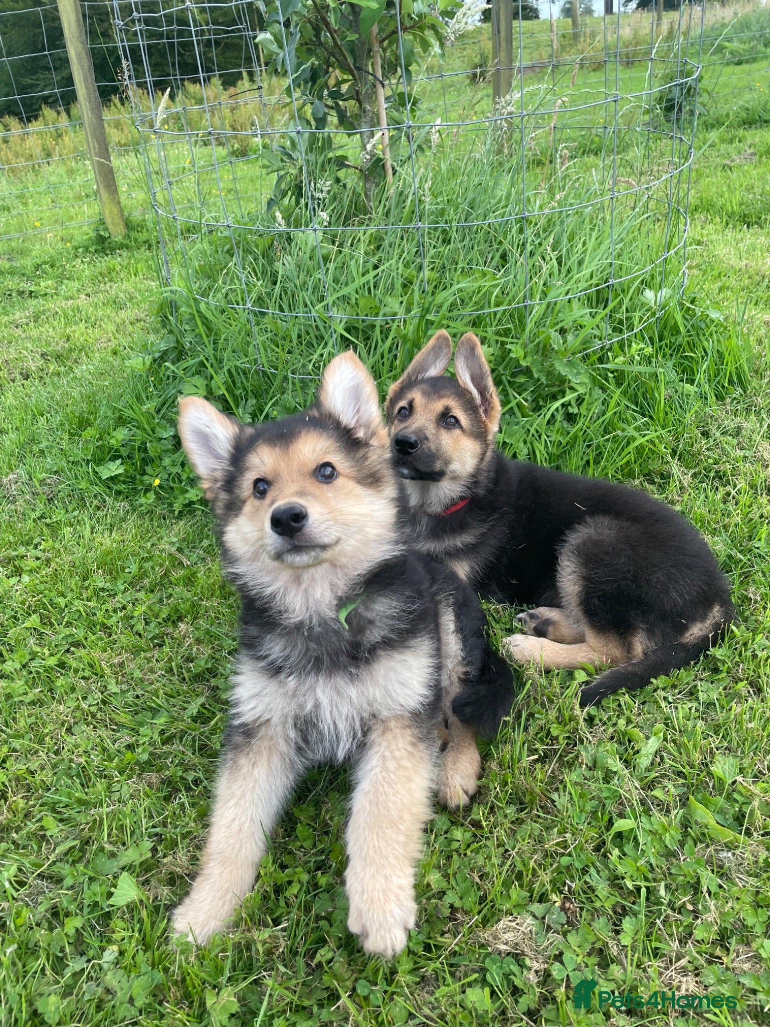 German Shepherd dogs 2 German Shepherd Puppies  - Advert 2