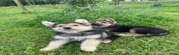 German Shepherd dogs for sale: 2 German Shepherd Puppies  in Kilmarnock - Advert 1