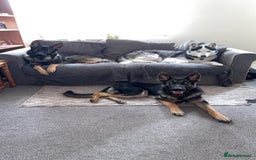 German Shepherd dogs for sale: German shepherd dog - Image 4