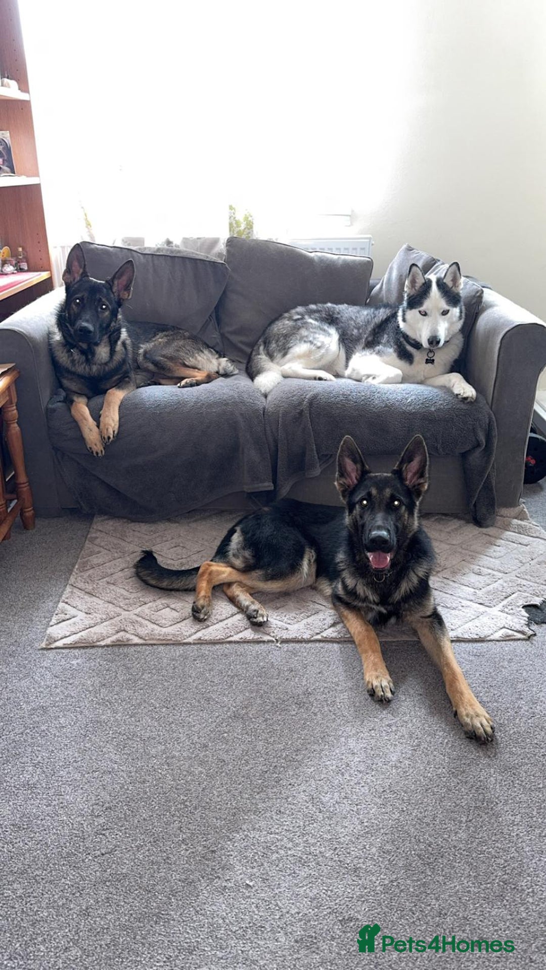 German Shepherd dogs for sale: German shepherd dog - Image 4