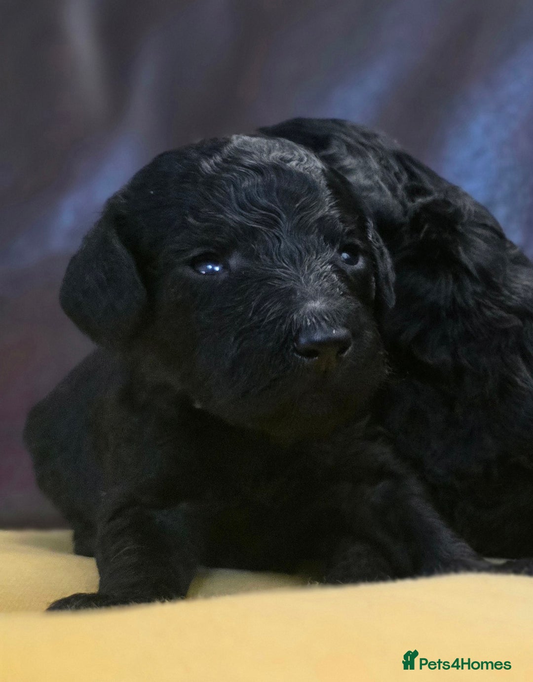 Cockapoo dogs for sale: Stunning F1b cockerpoo's - Image 8
