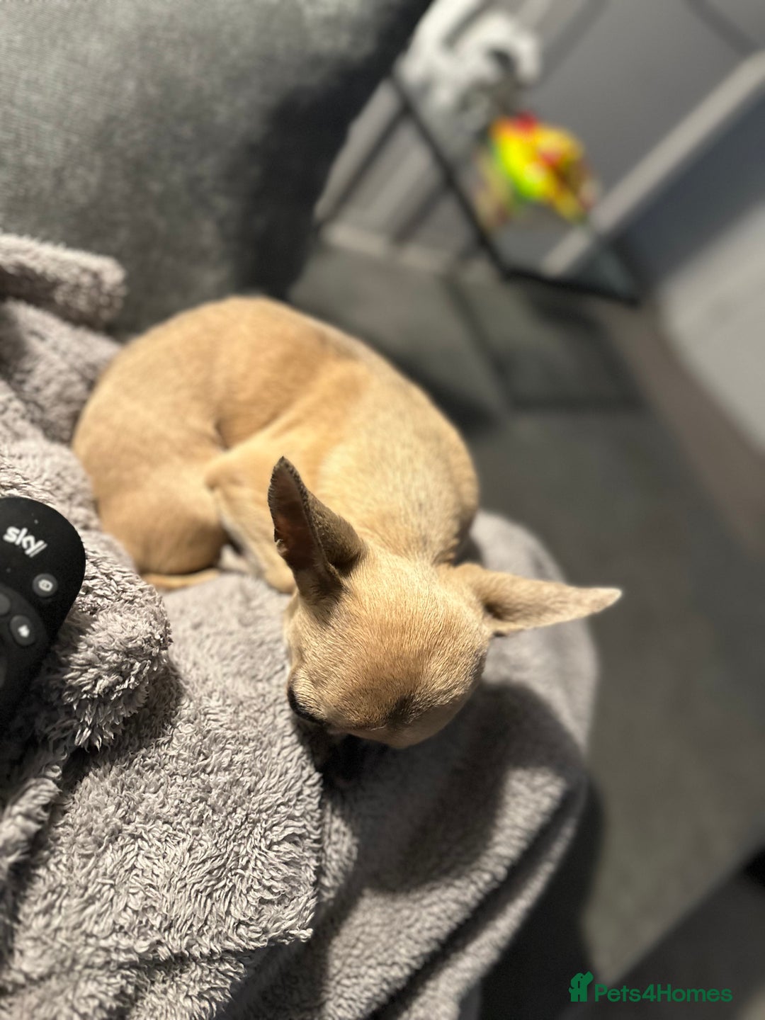 Chihuahua dogs for sale: Rocky - Image 4