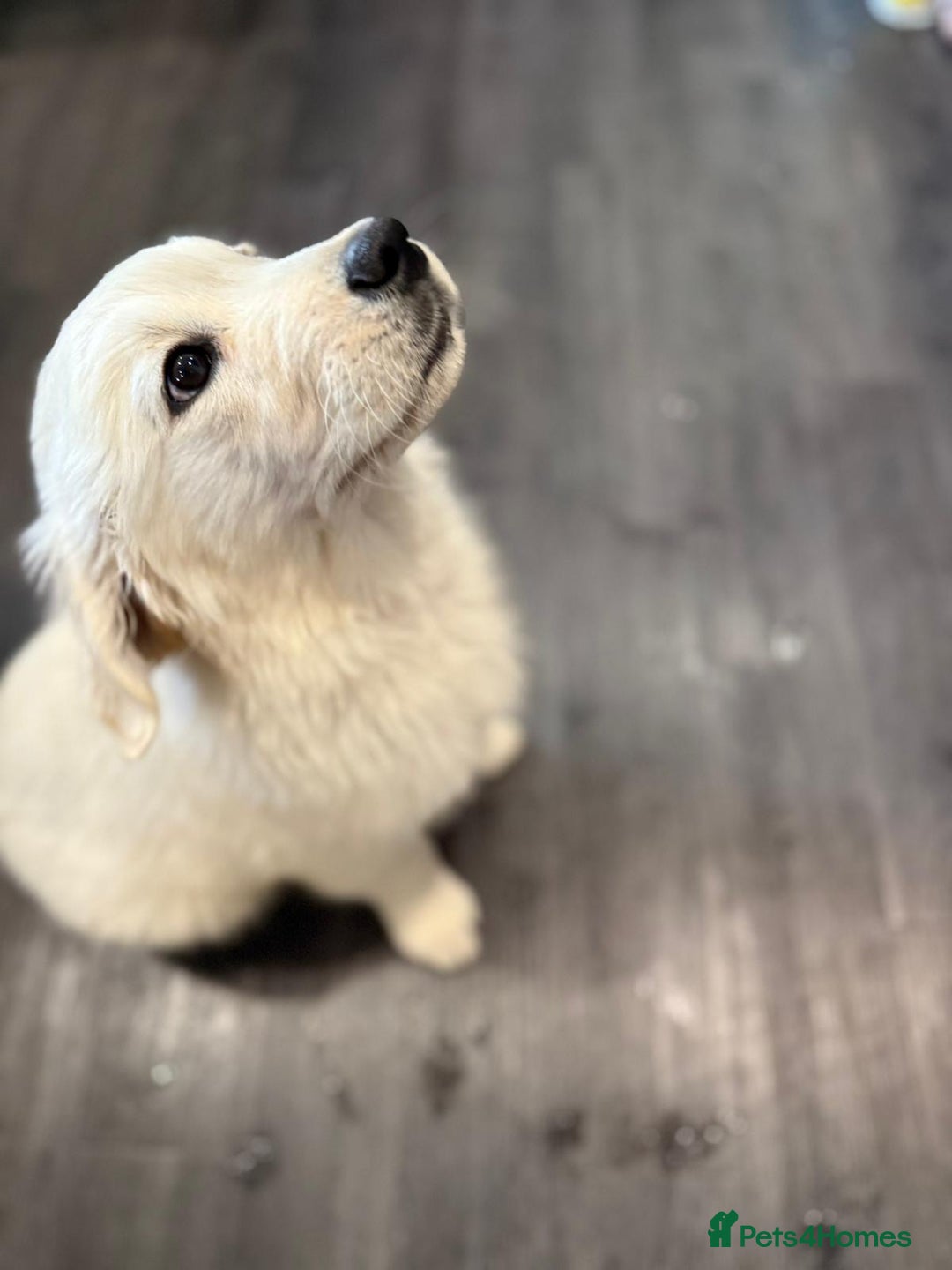 Golden Retriever dogs for sale: Beautiful Golden Retriever Puppy  - Image 4