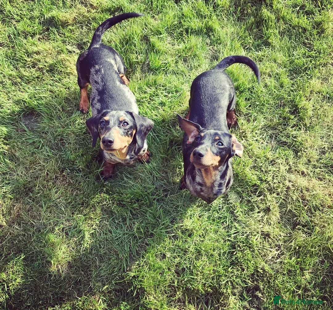 Miniature Dachshund dogs for sale: Beautiful Sausage Susters - Advert 3