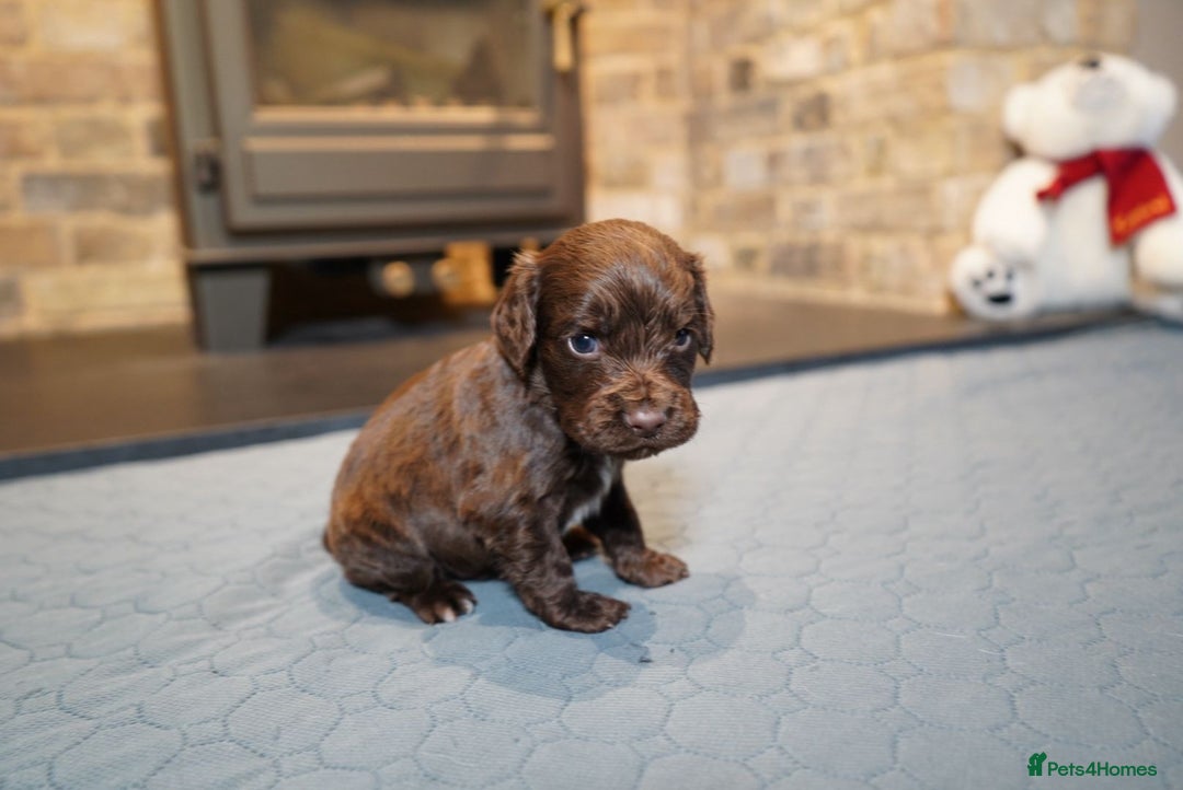 Cocker Spaniel dogs for sale: Chocolate, Blue Roan & Black Cocker Spaniel Babies - Advert 4