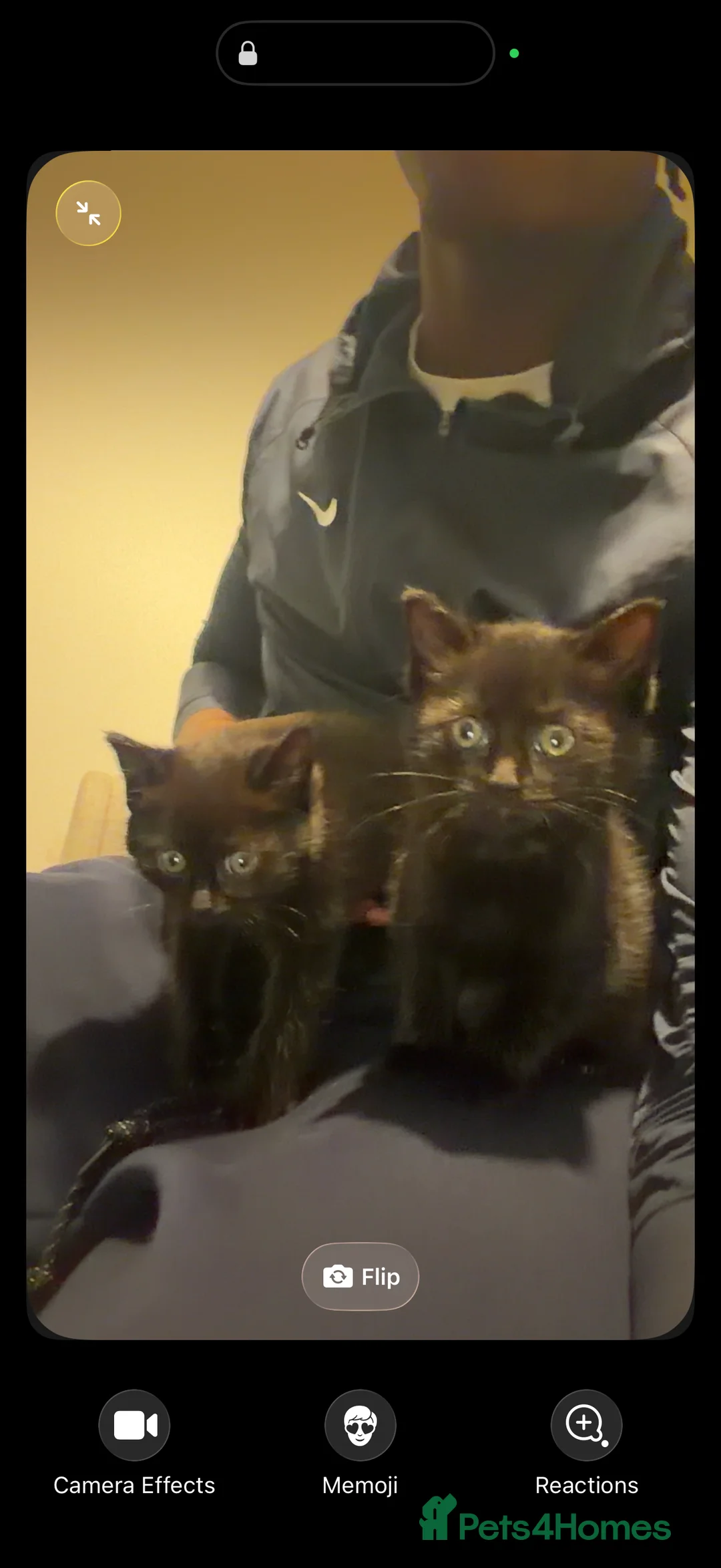 Brazilian Shorthair cats for sale: 2 Female, Black, British shorthair kittens - Advert 5