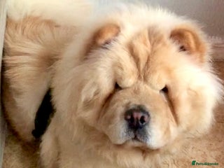 Chow Chow dogs - Advert 10