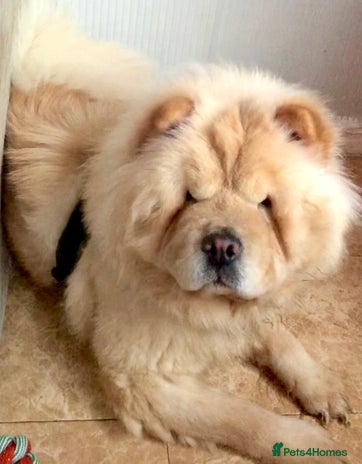 Chow Chow dogs - Advert 1