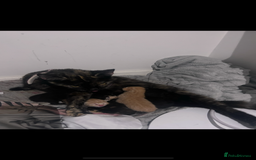 Bengal cats for sale: 4 bengals 2 black/white ready in time for  **   - Advert 3